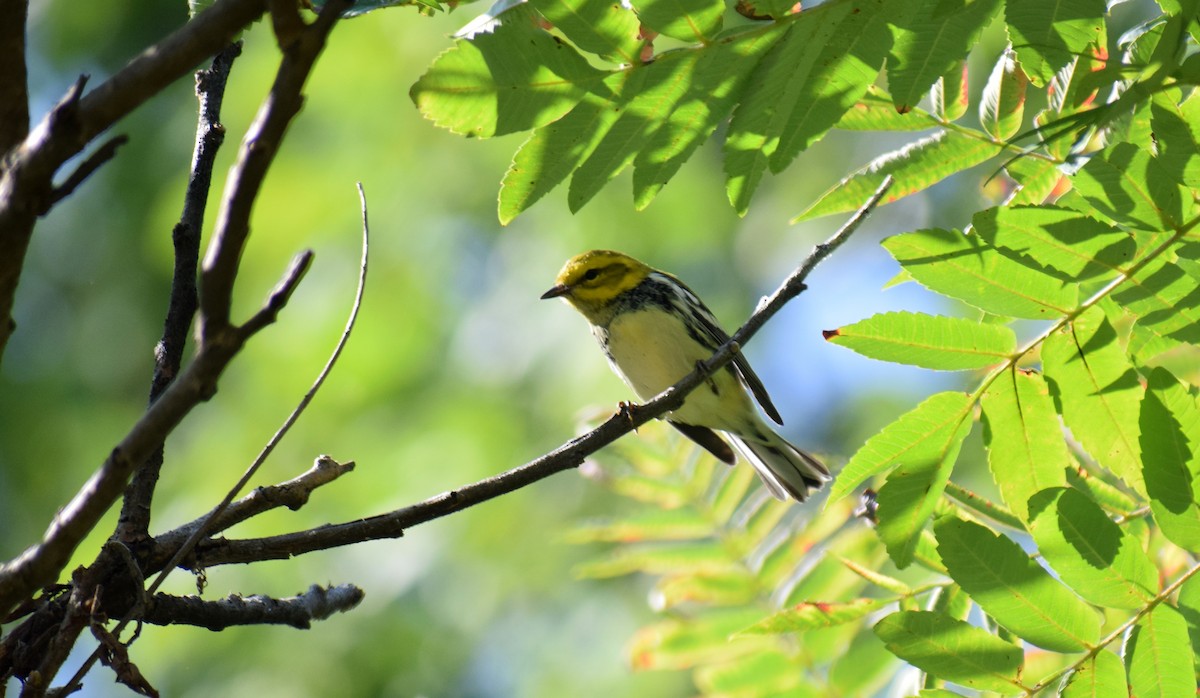 Black-throated Green Warbler - ML367181341