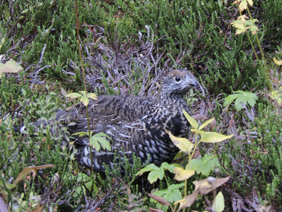 Dusky Grouse - ML367181461