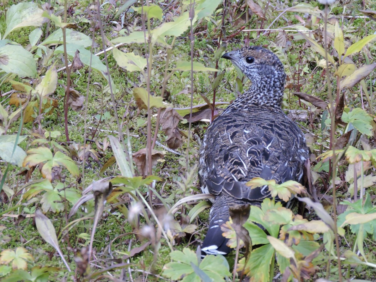 Dusky Grouse - ML367181471