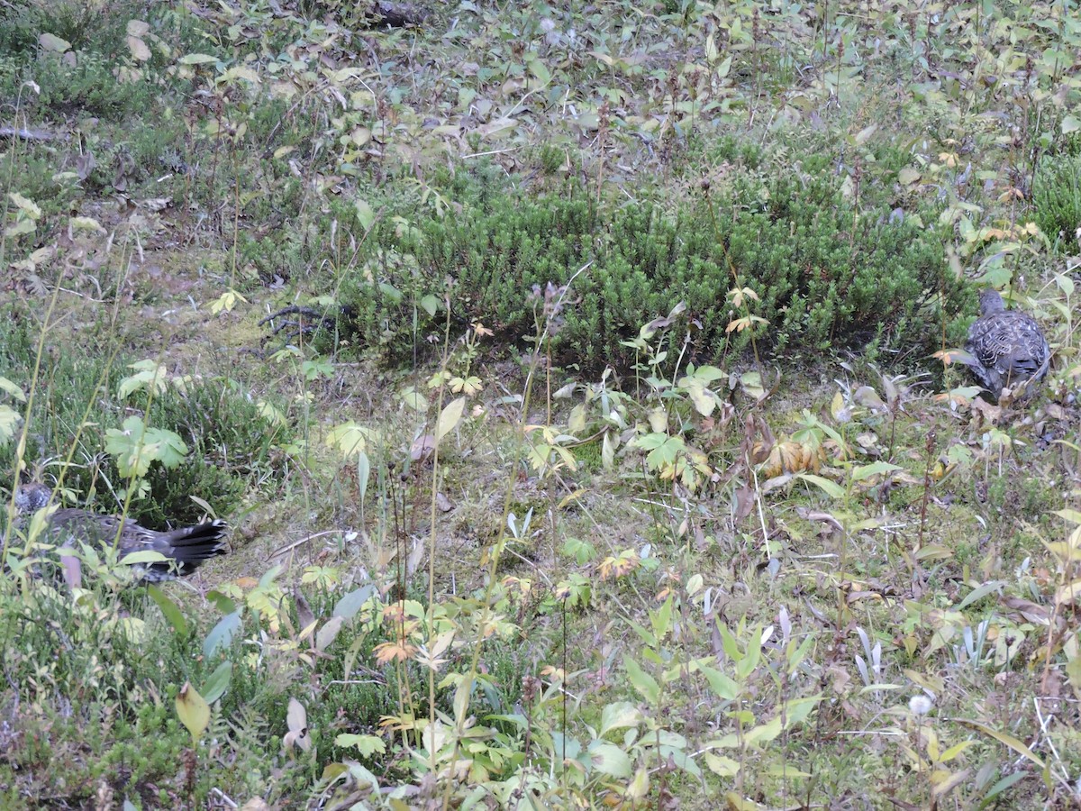 Dusky Grouse - ML367181501