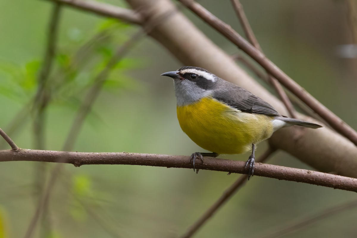 Bananaquit - ML367183211