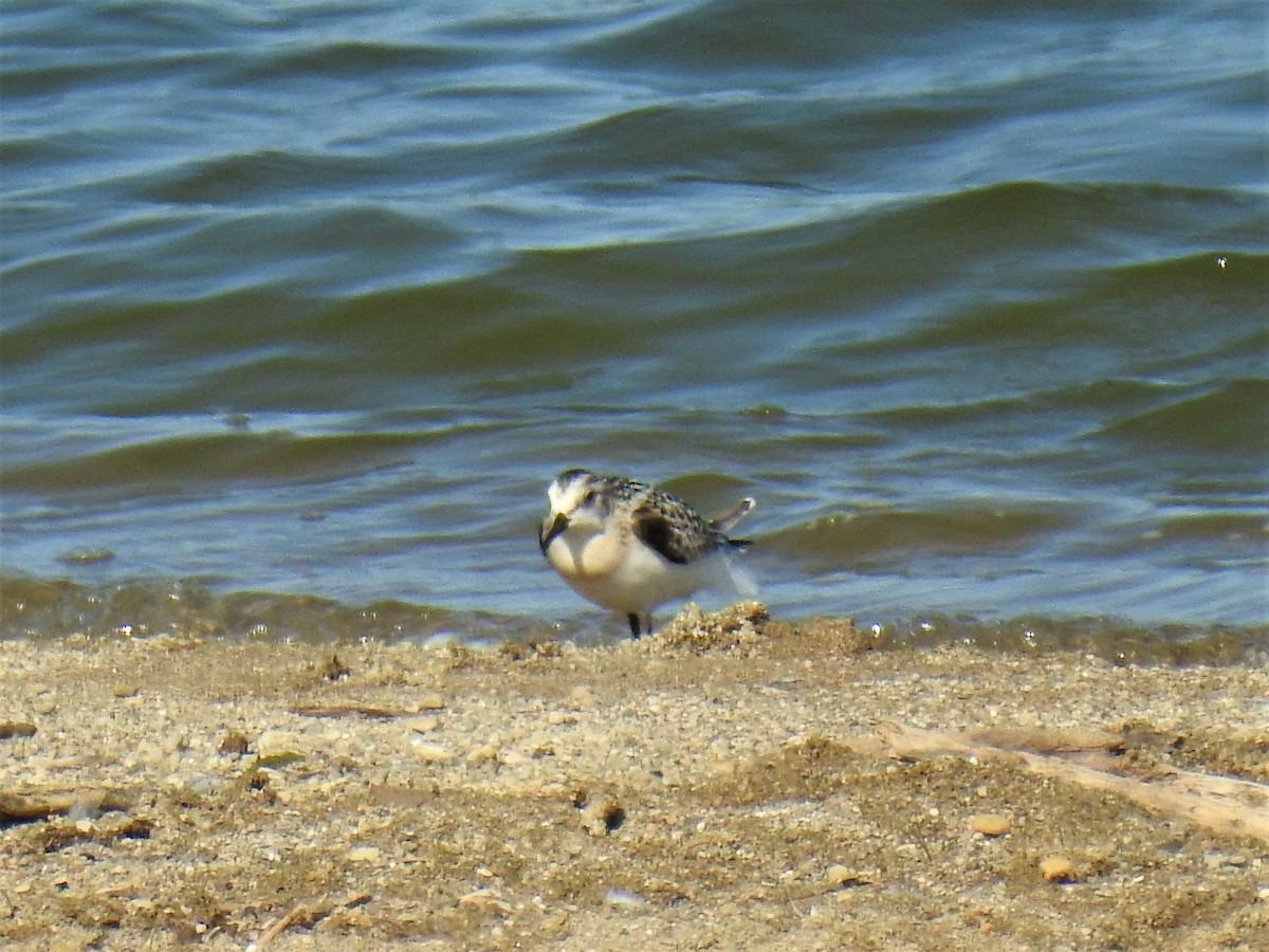 Bécasseau sanderling - ML367183351