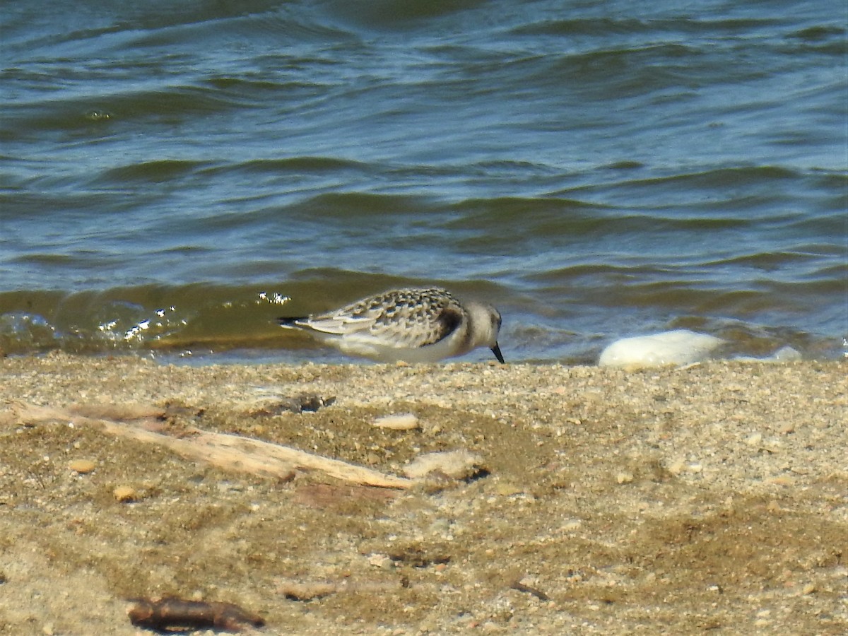 Bécasseau sanderling - ML367183481