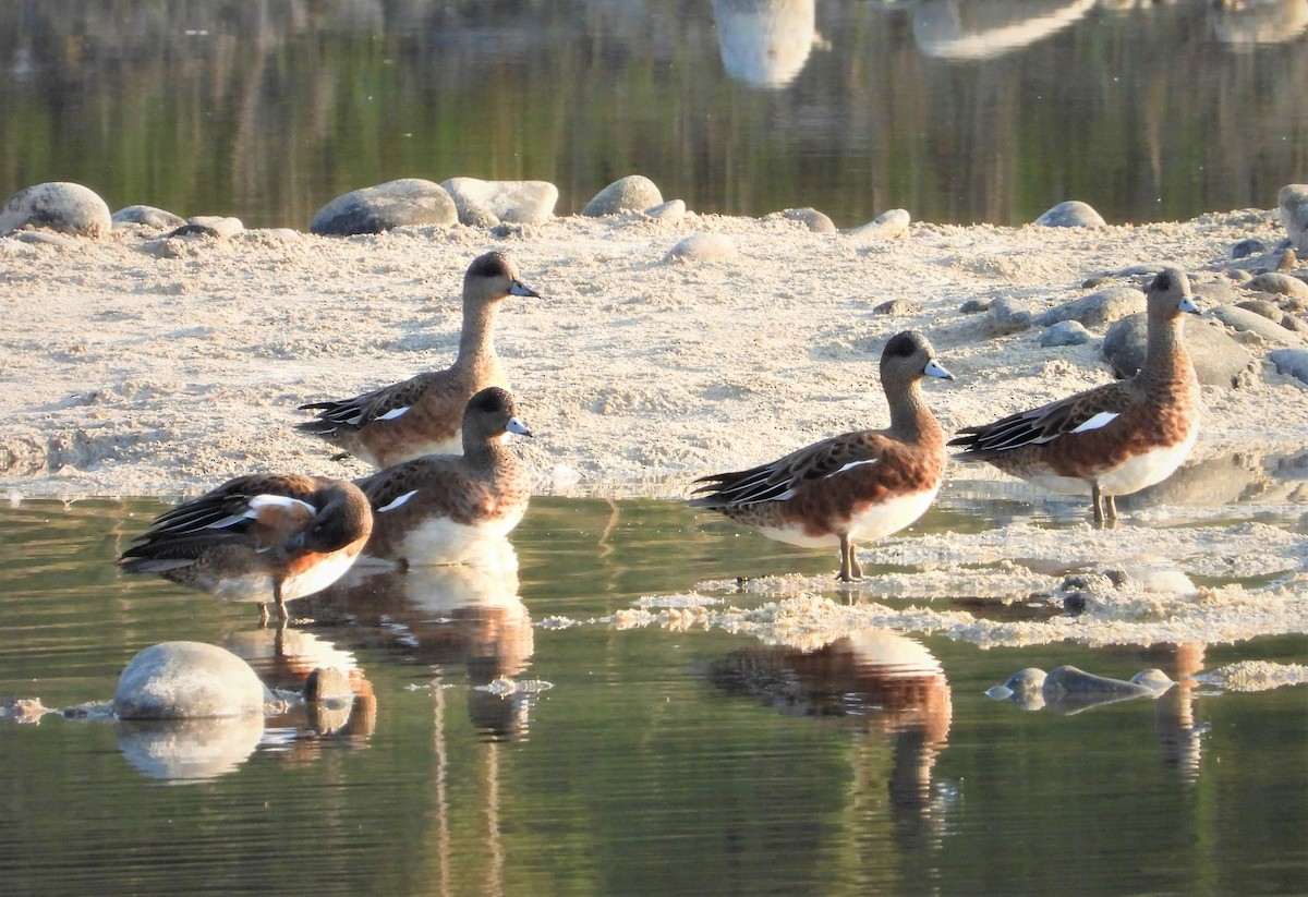 American Wigeon - ML367183851
