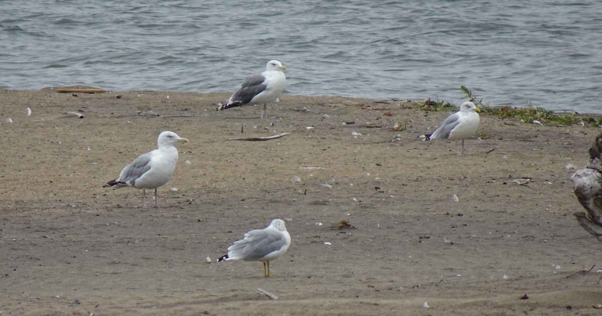 Herring x Great Black-backed Gull (hybrid) - John Kent