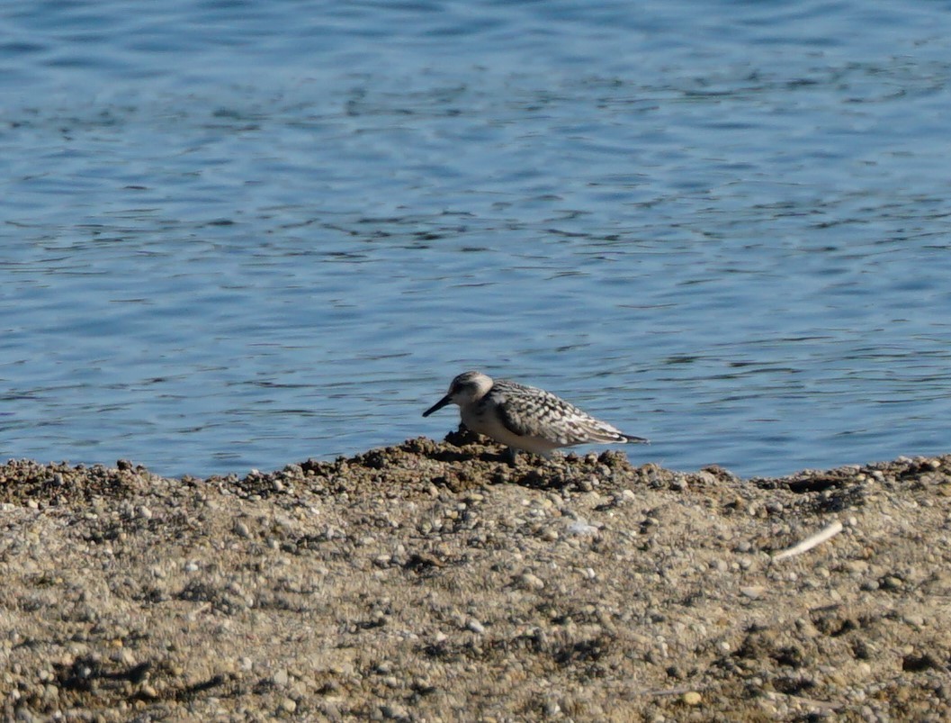 Bécasseau sanderling - ML367185811