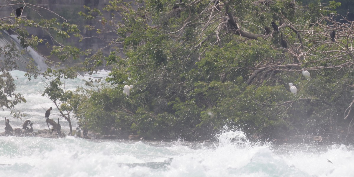 Great Egret - ML367186931