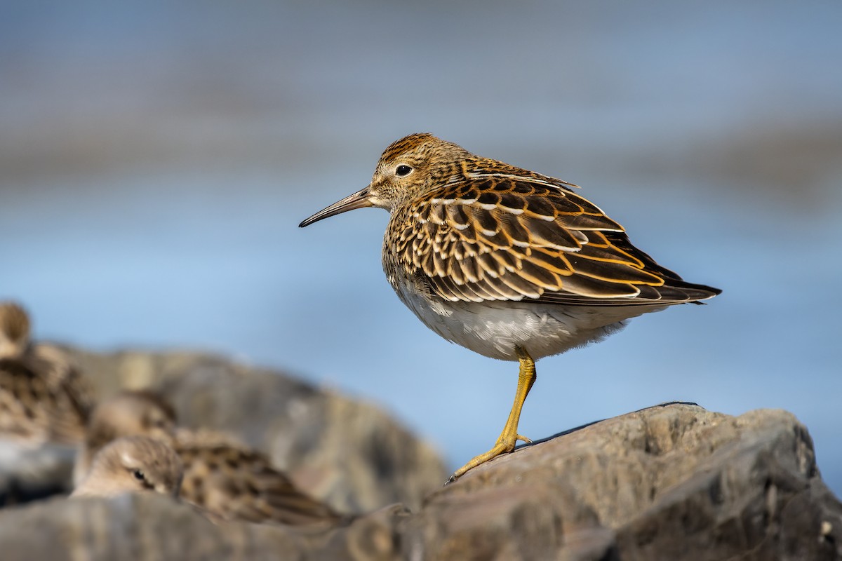 Pectoral Sandpiper - Frédérick Lelièvre