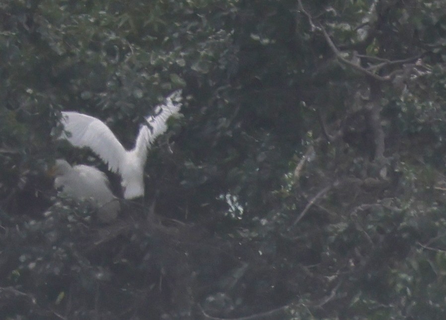 Great Egret - ML367187141