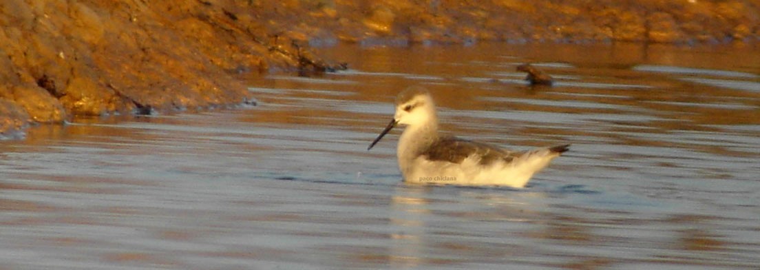 Wilson's Phalarope - ML367188331