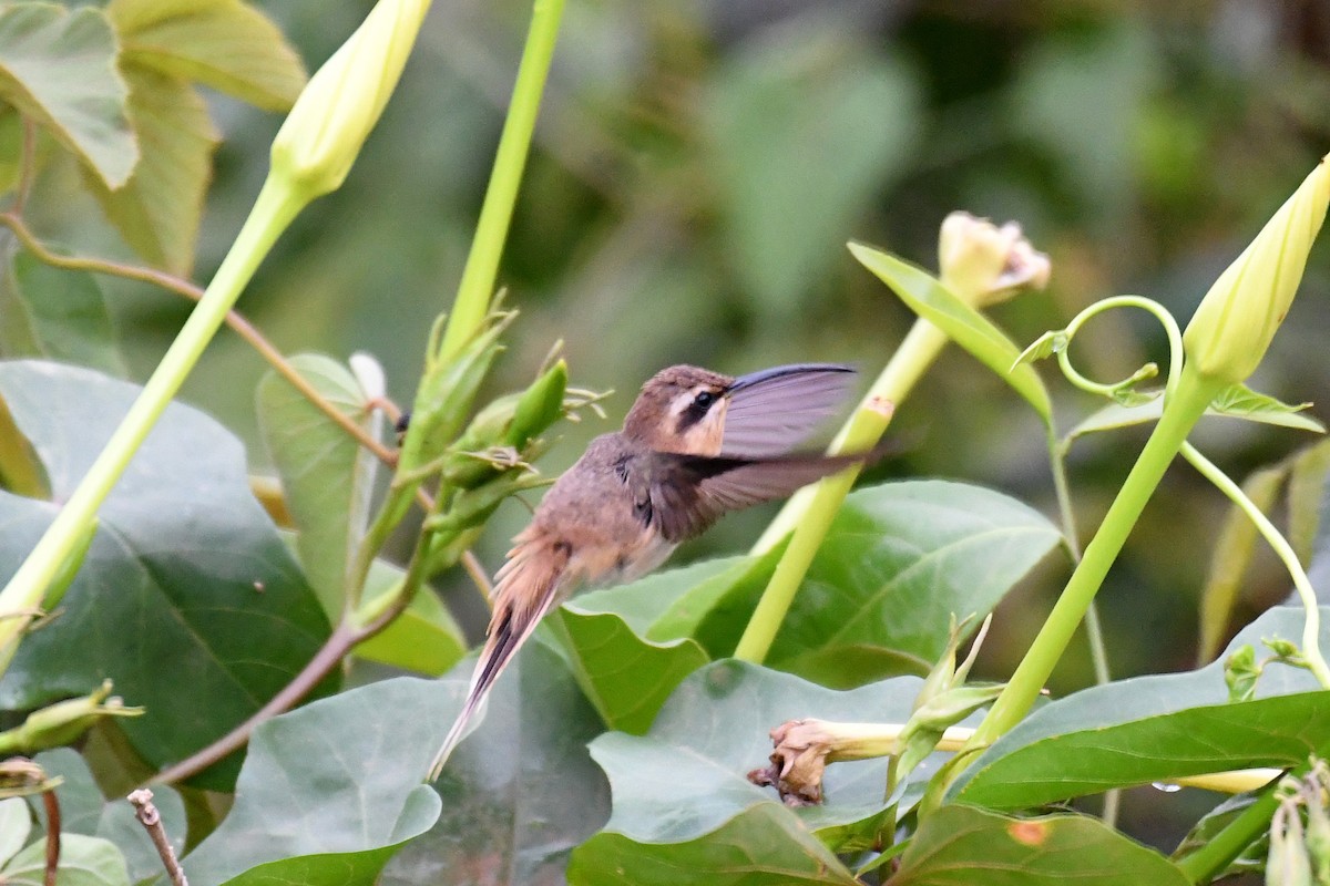 Zimtkehl-Schattenkolibri - ML36719001