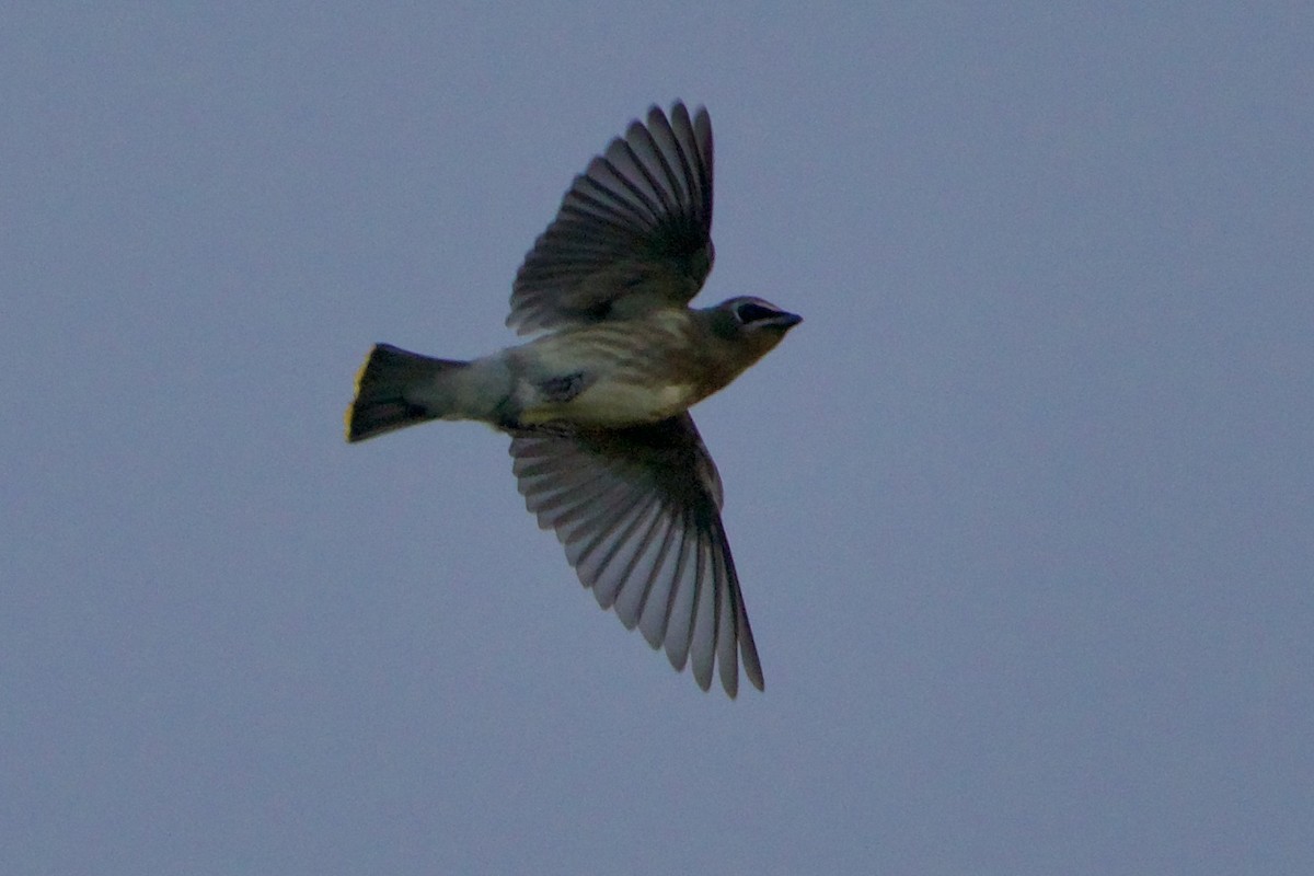 Cedar Waxwing - ML367190401
