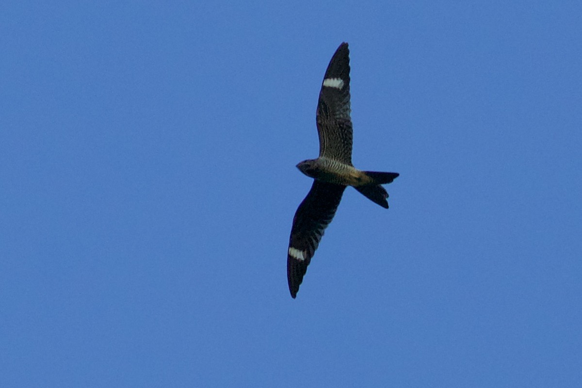 Common Nighthawk - Ruth Goldman