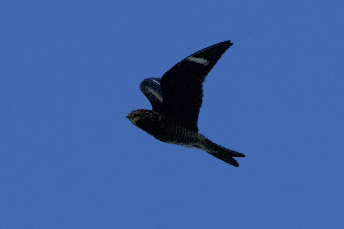 Common Nighthawk - ML367190521