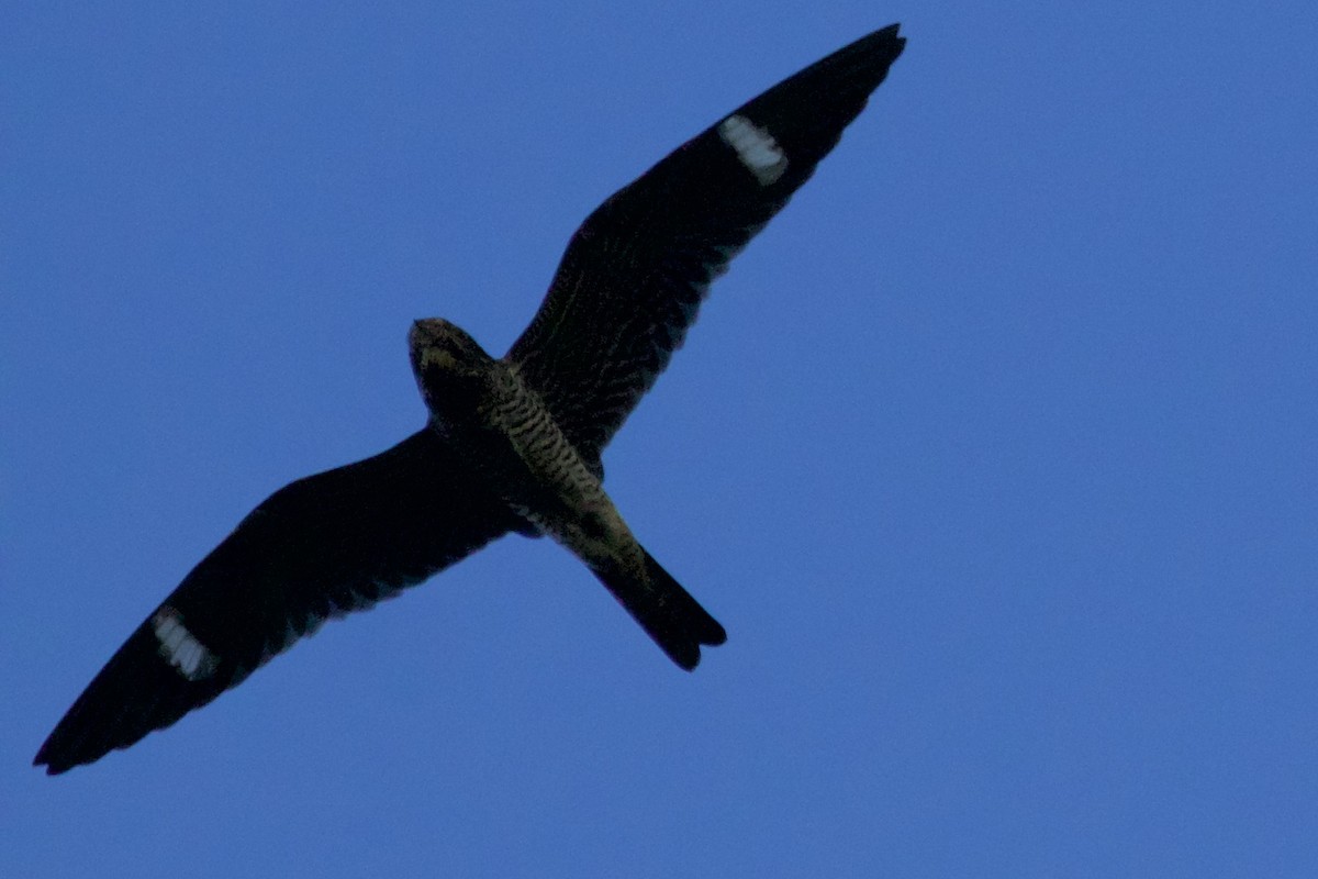 Common Nighthawk - ML367190531