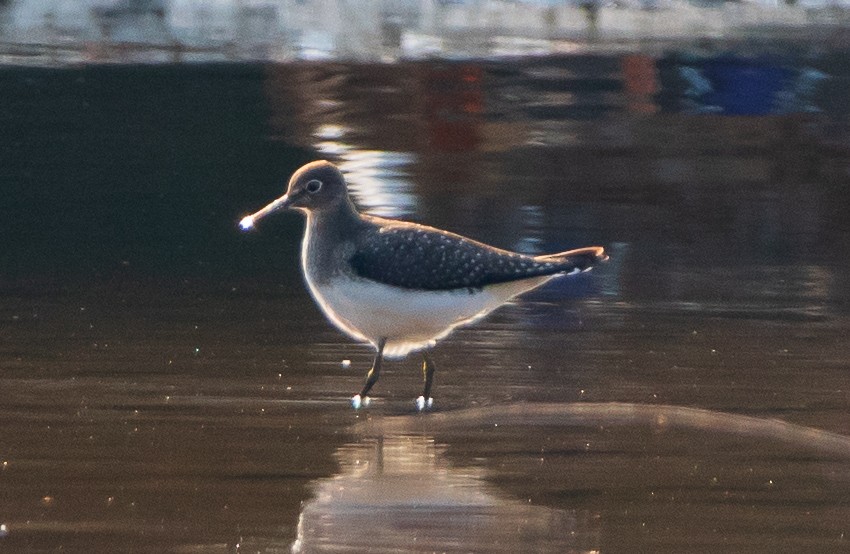Solitary Sandpiper - ML367191571