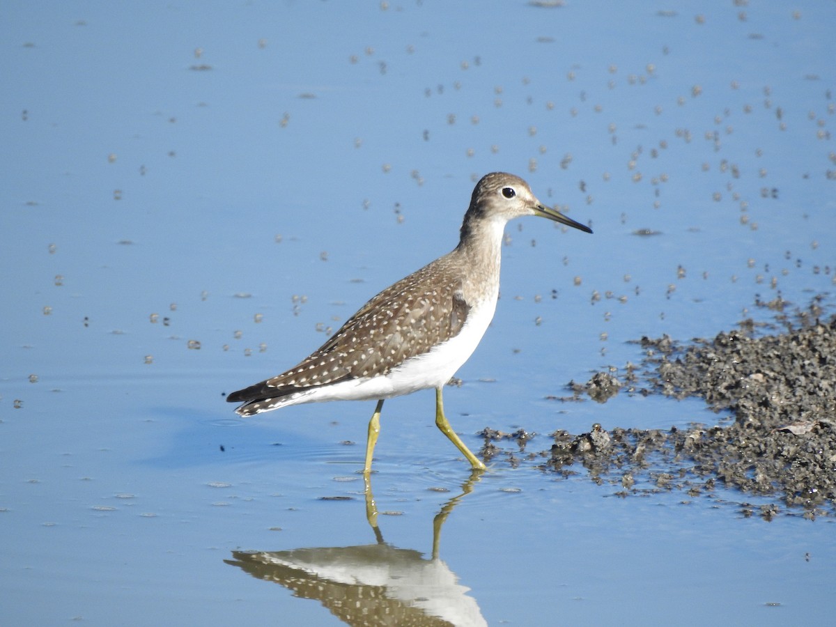 Solitary Sandpiper - ML367192711