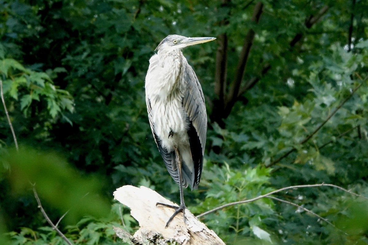 Great Blue Heron - ML367194471