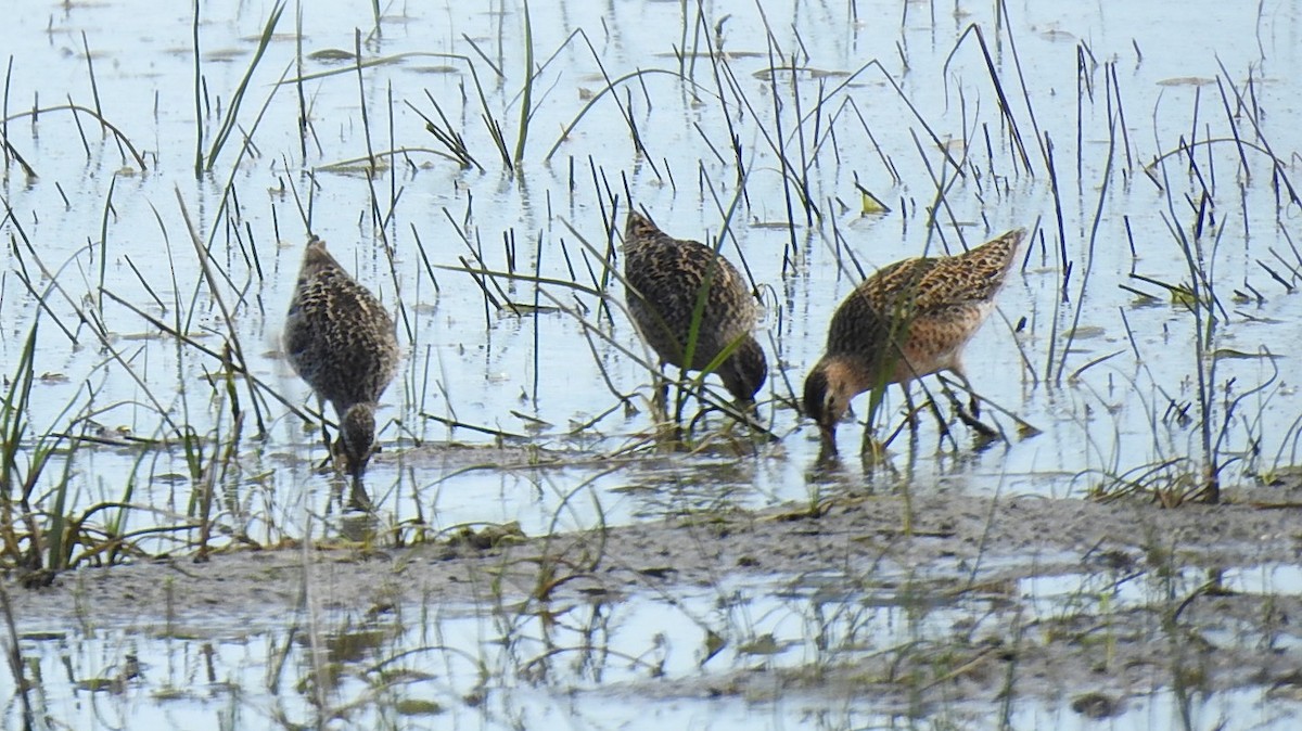 Short-billed Dowitcher - Desmond J MacNeal