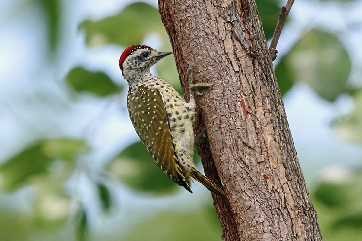Green-backed Woodpecker