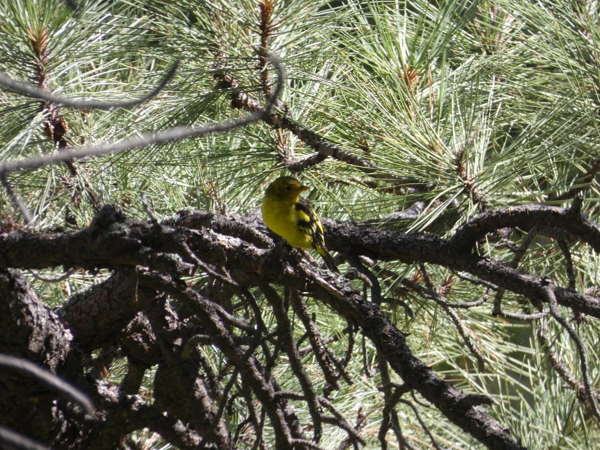 Western Tanager - ML367196311