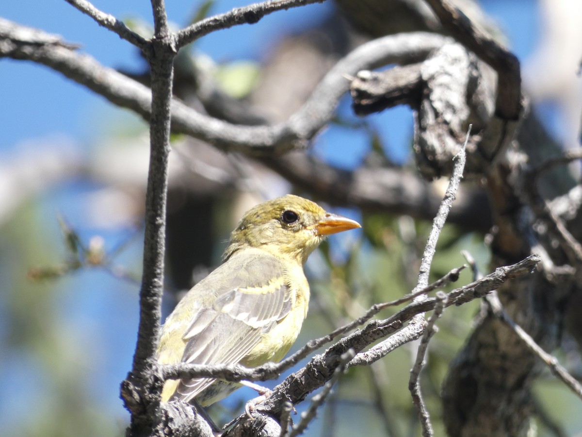 Western Tanager - ML367196351