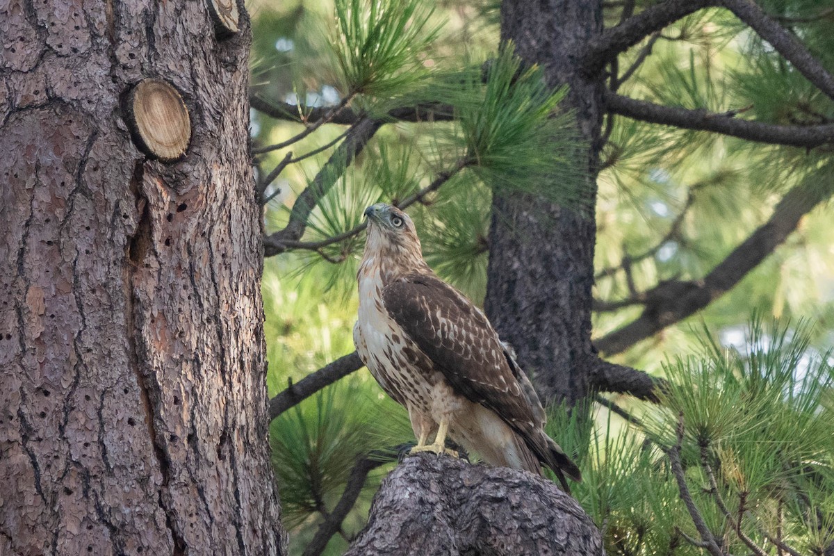 Red-tailed Hawk - Linda McNulty