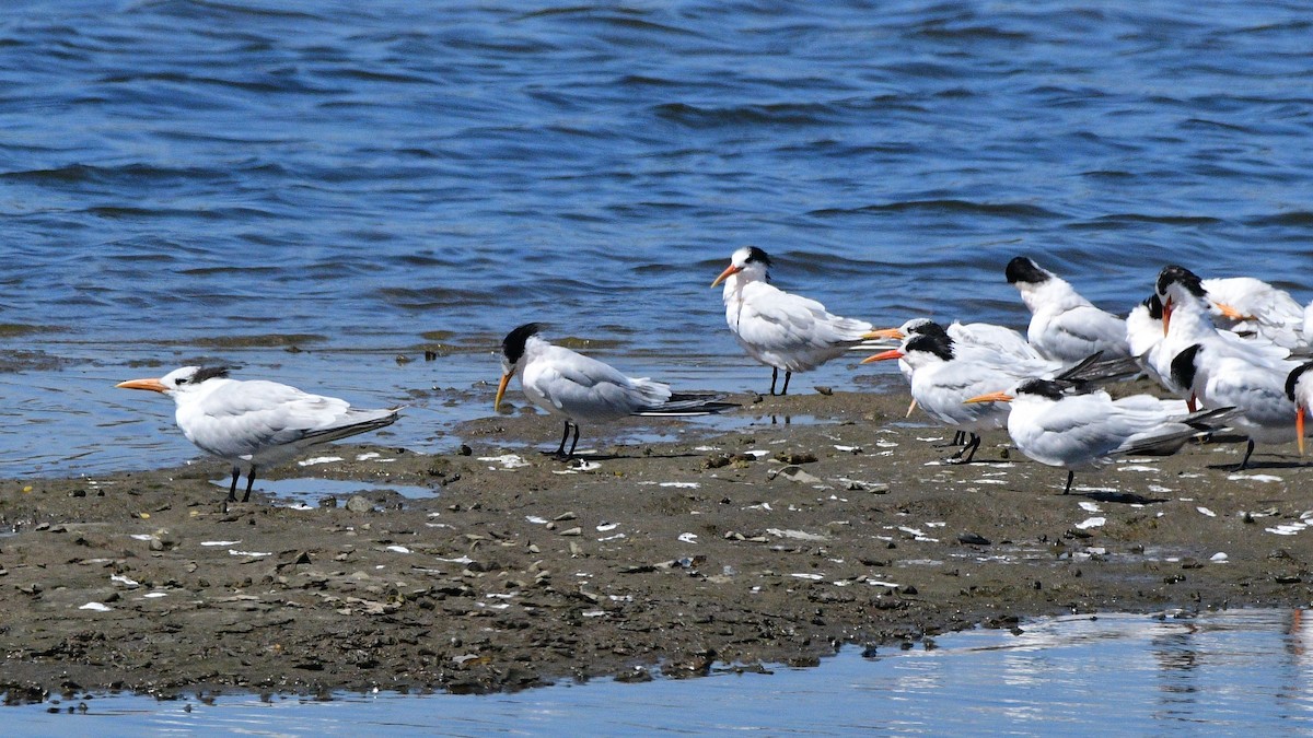 Royal Tern - ML367196871