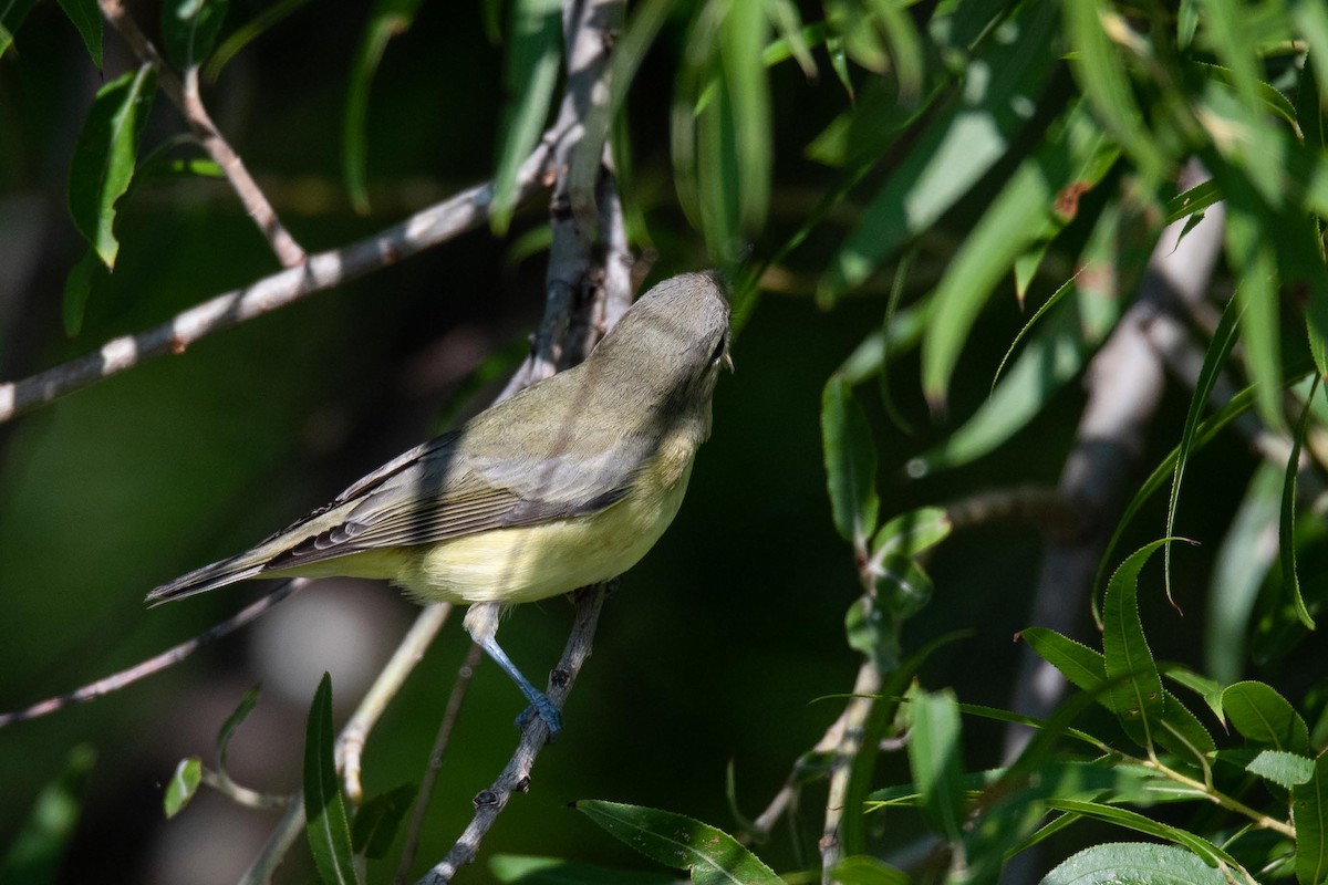 Philadelphia Vireo - ML367199301