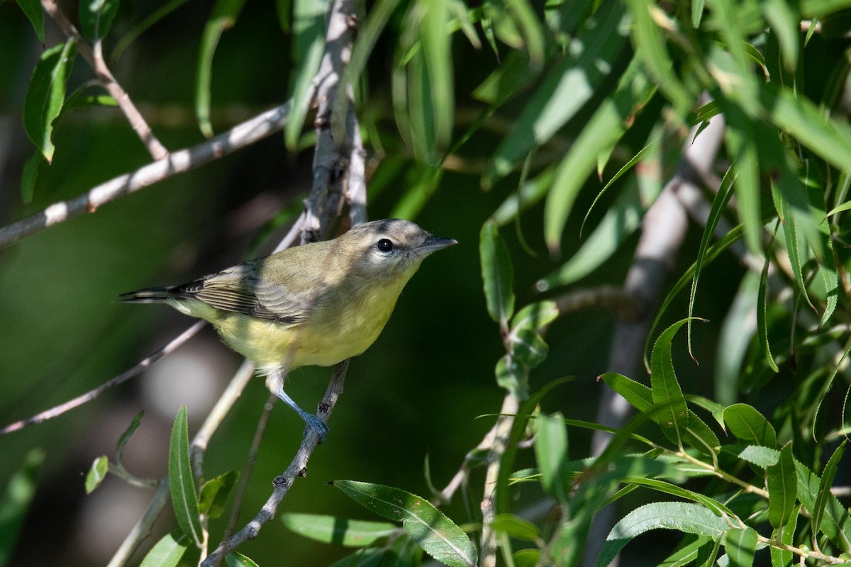 Philadelphia Vireo - ML367199321