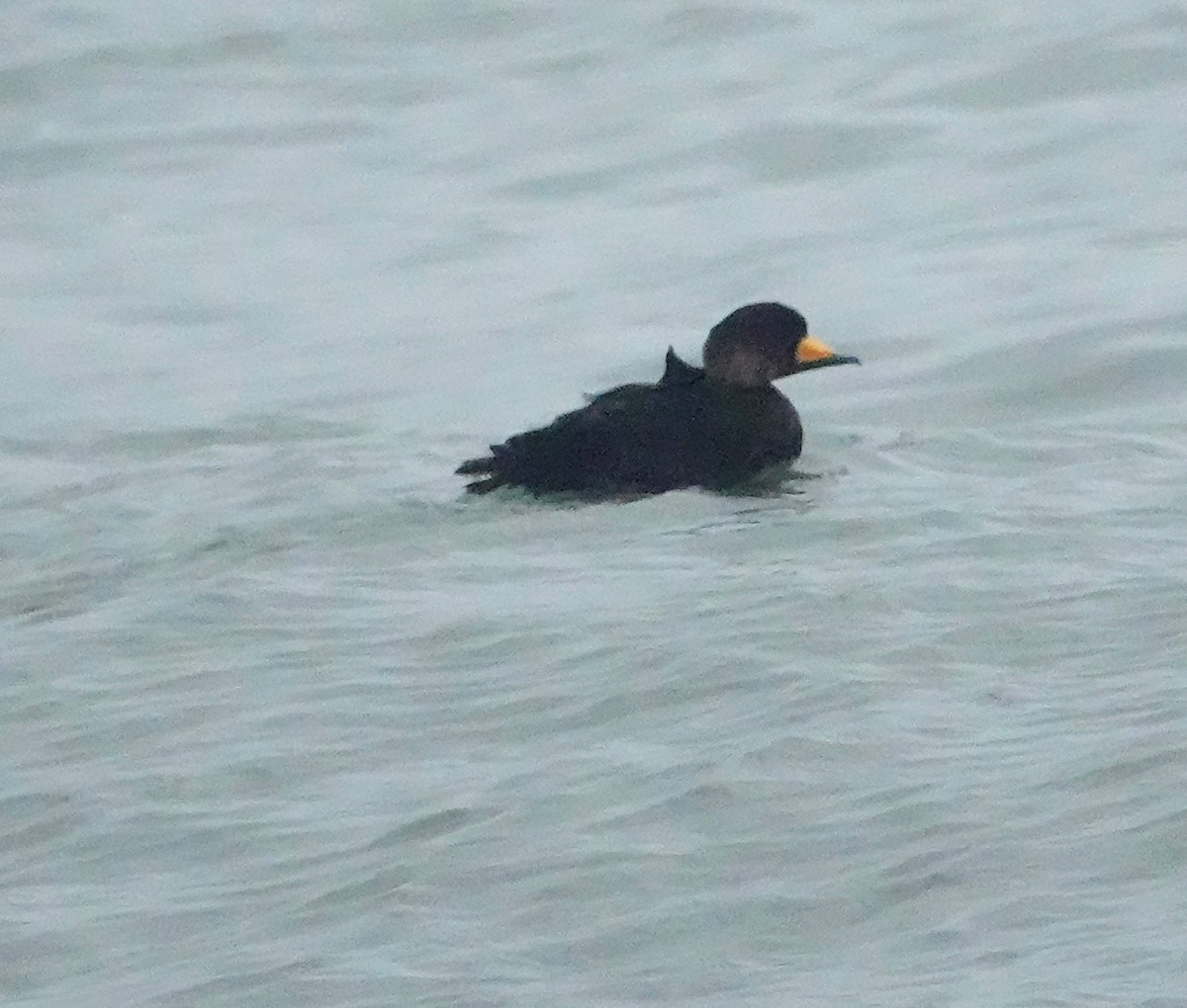 Black Scoter - ML367199741