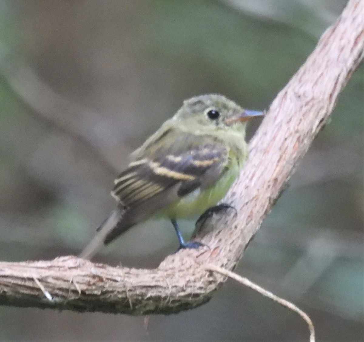 Empidonax sp. - ML367201141