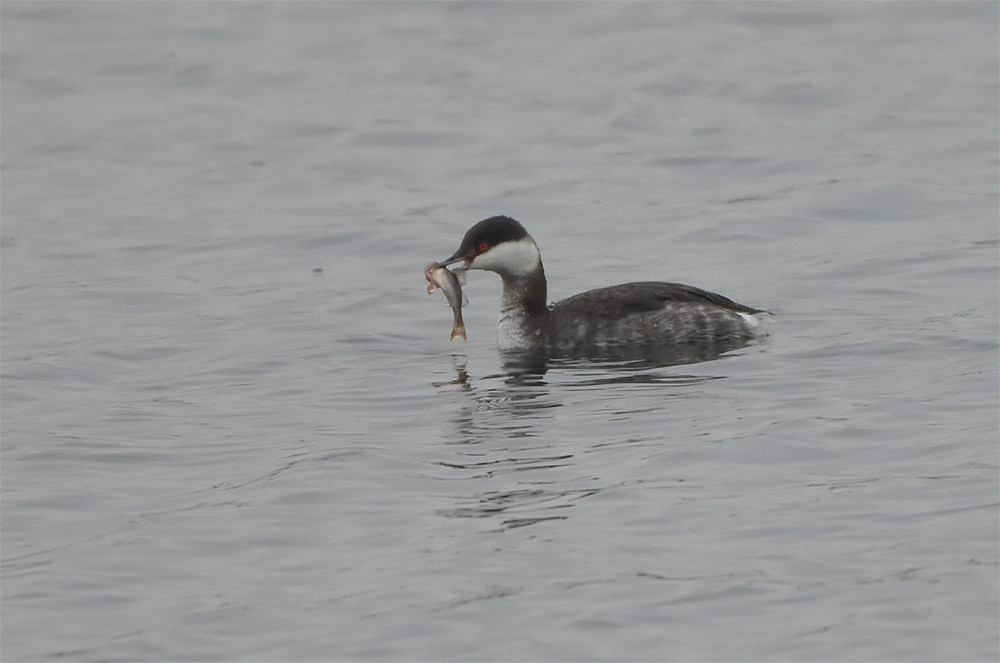 Horned Grebe - ML367201871