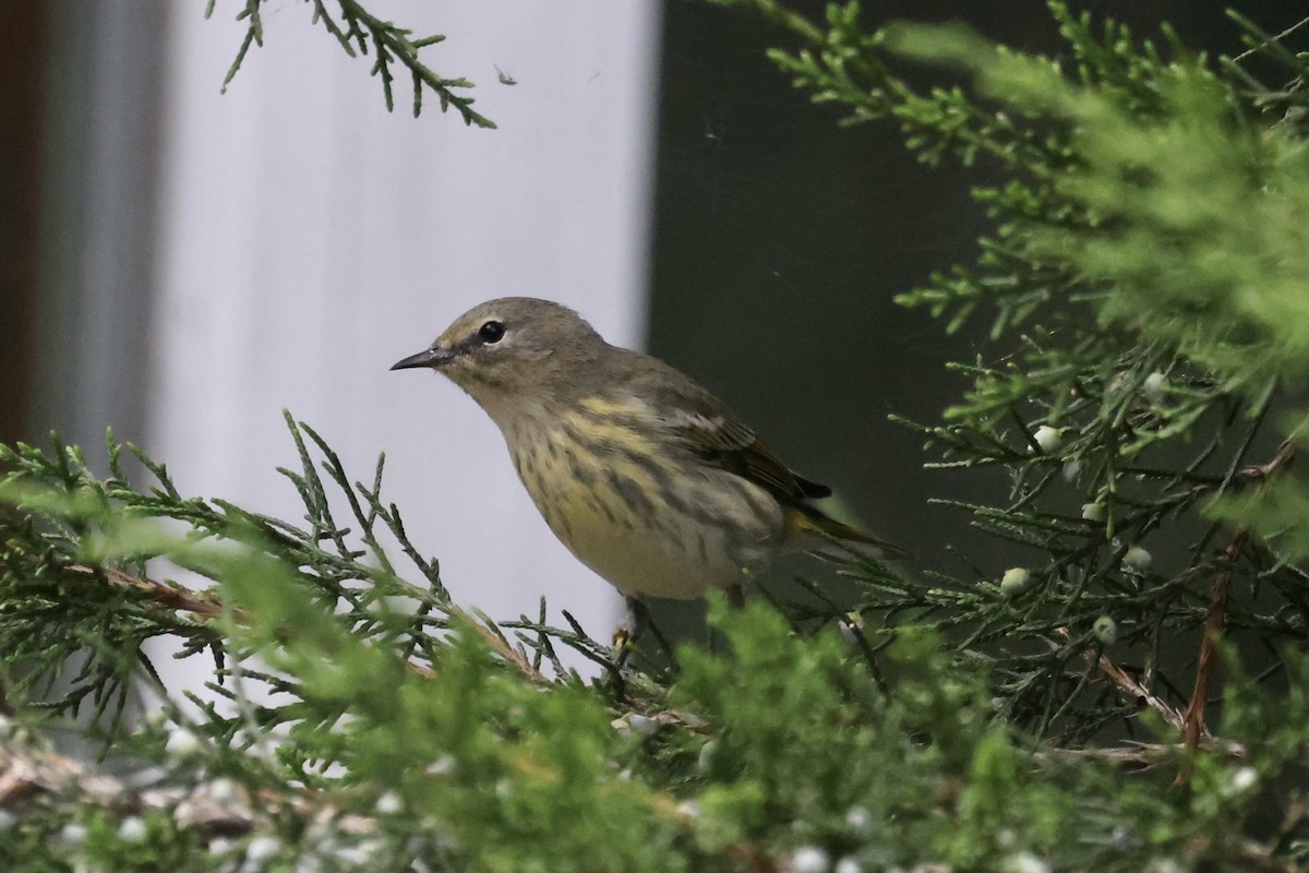 Cape May Warbler - Paul Clarke