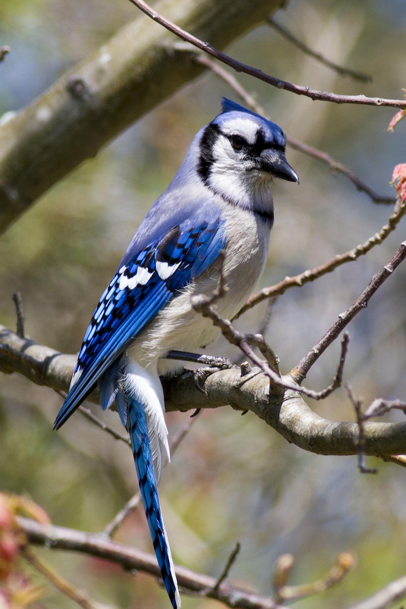 Blue Jay - ML367203441