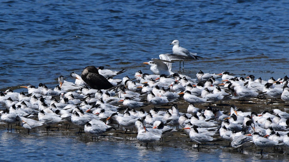 Ring-billed Gull - ML367203891