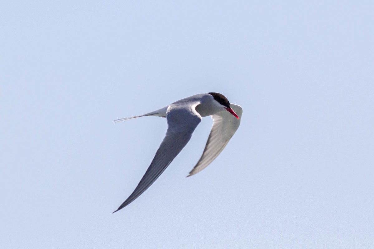 Arctic Tern - ML367203981