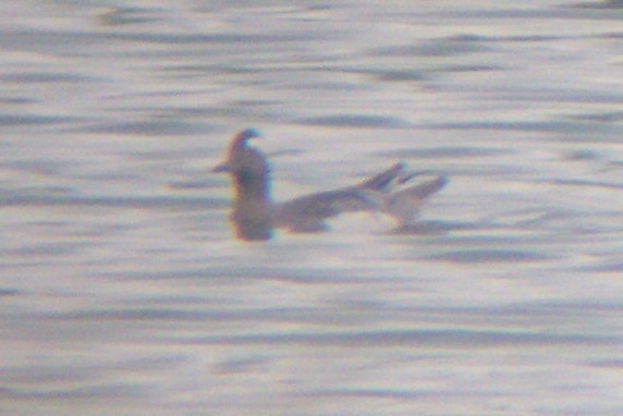 Garganey - ML36720461