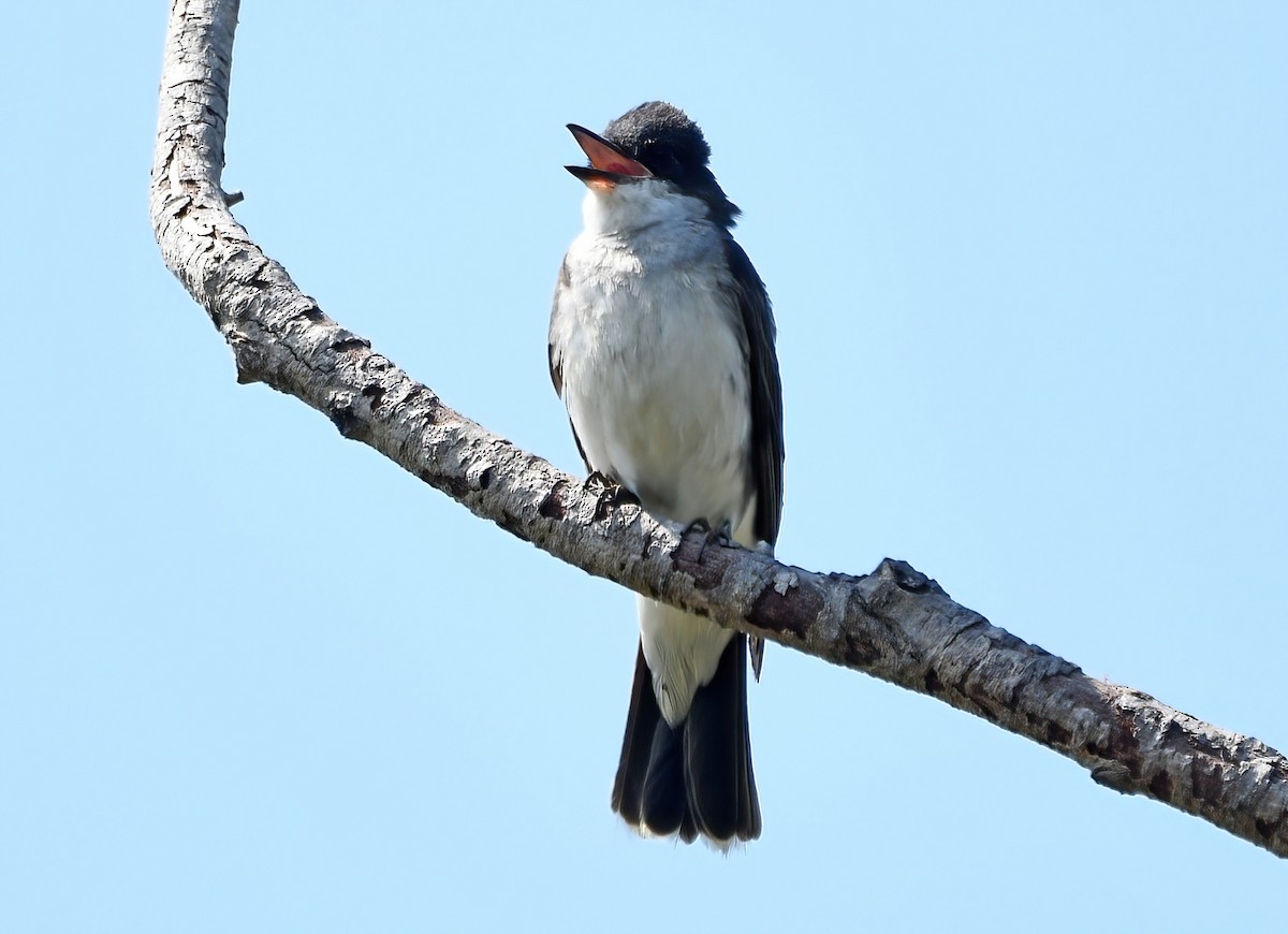 Eastern Kingbird - Rodney Gast