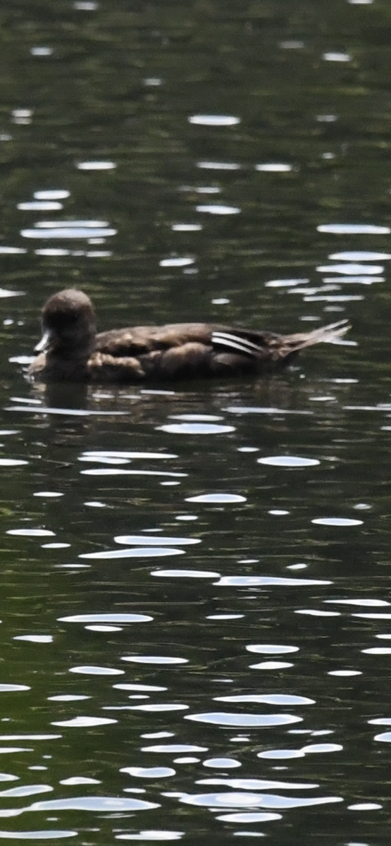 Hooded Merganser - ML367205781