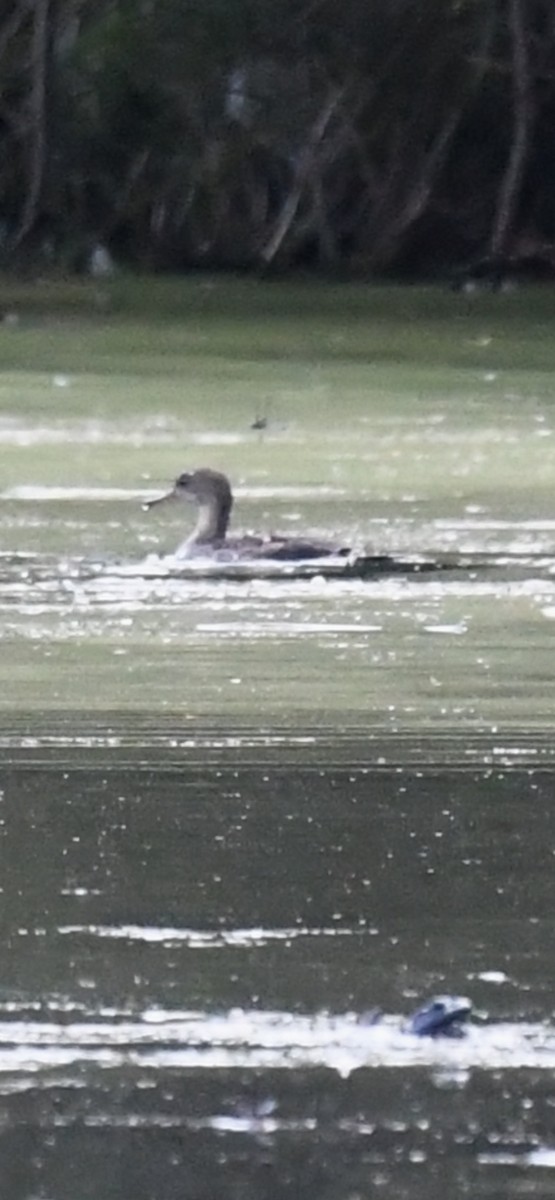 Hooded Merganser - ML367205841