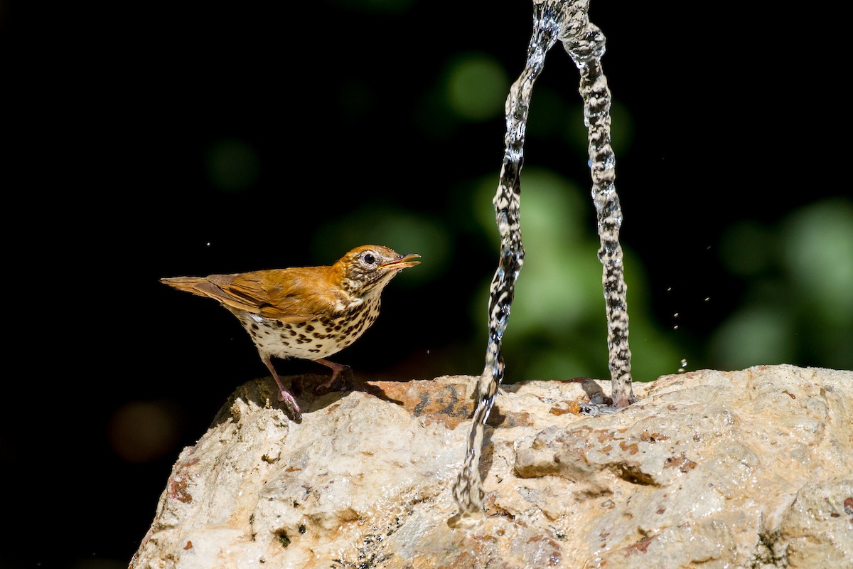 Wood Thrush - ML367205891