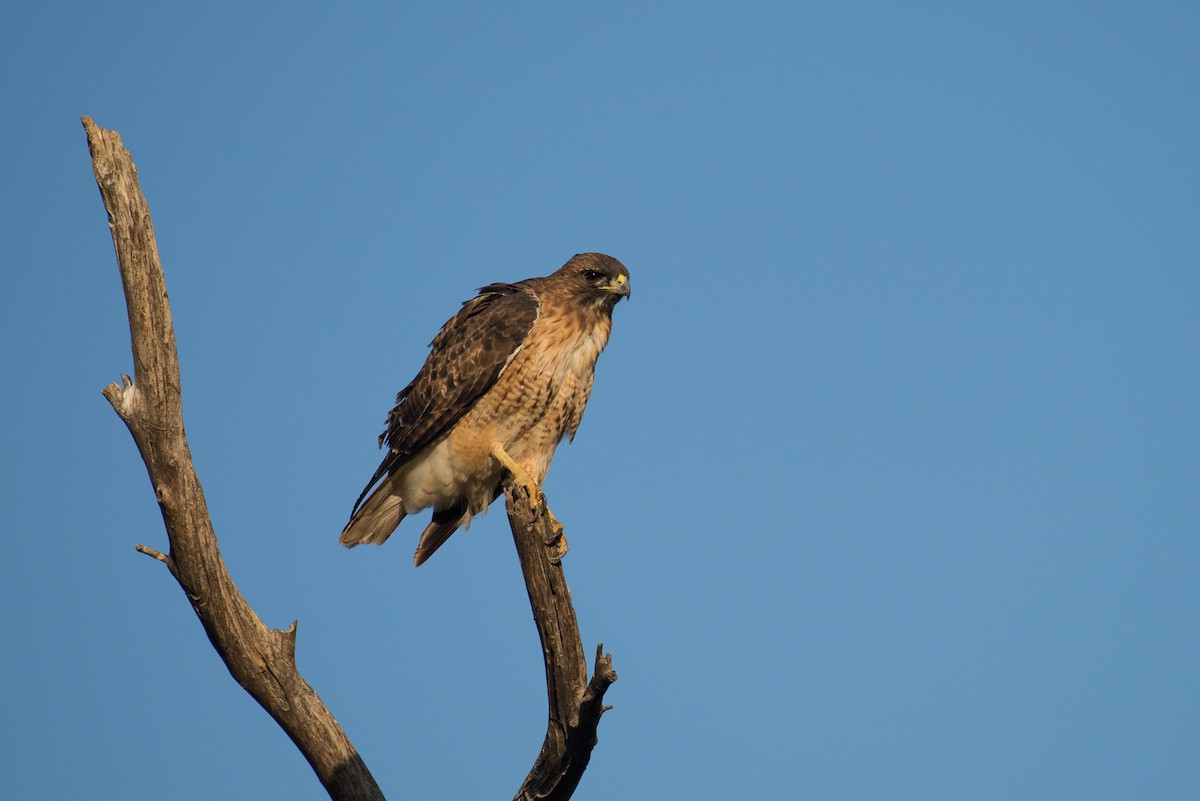 Red-tailed Hawk - ML36720621