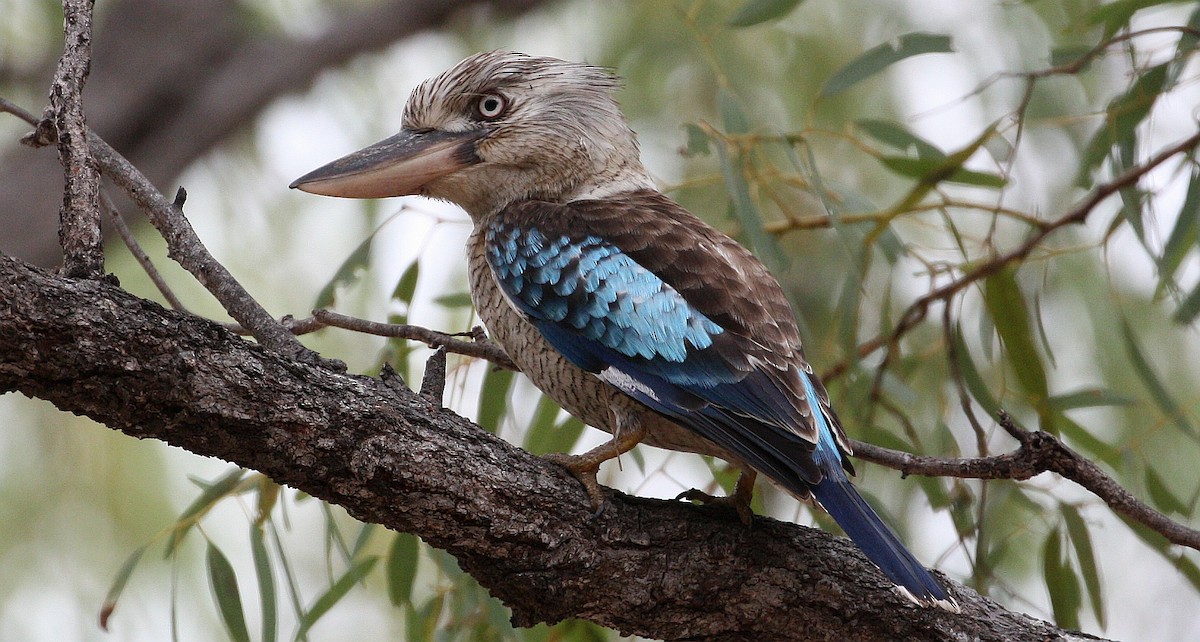 Blue-winged Kookaburra - Mal & Gail Highgate Hill