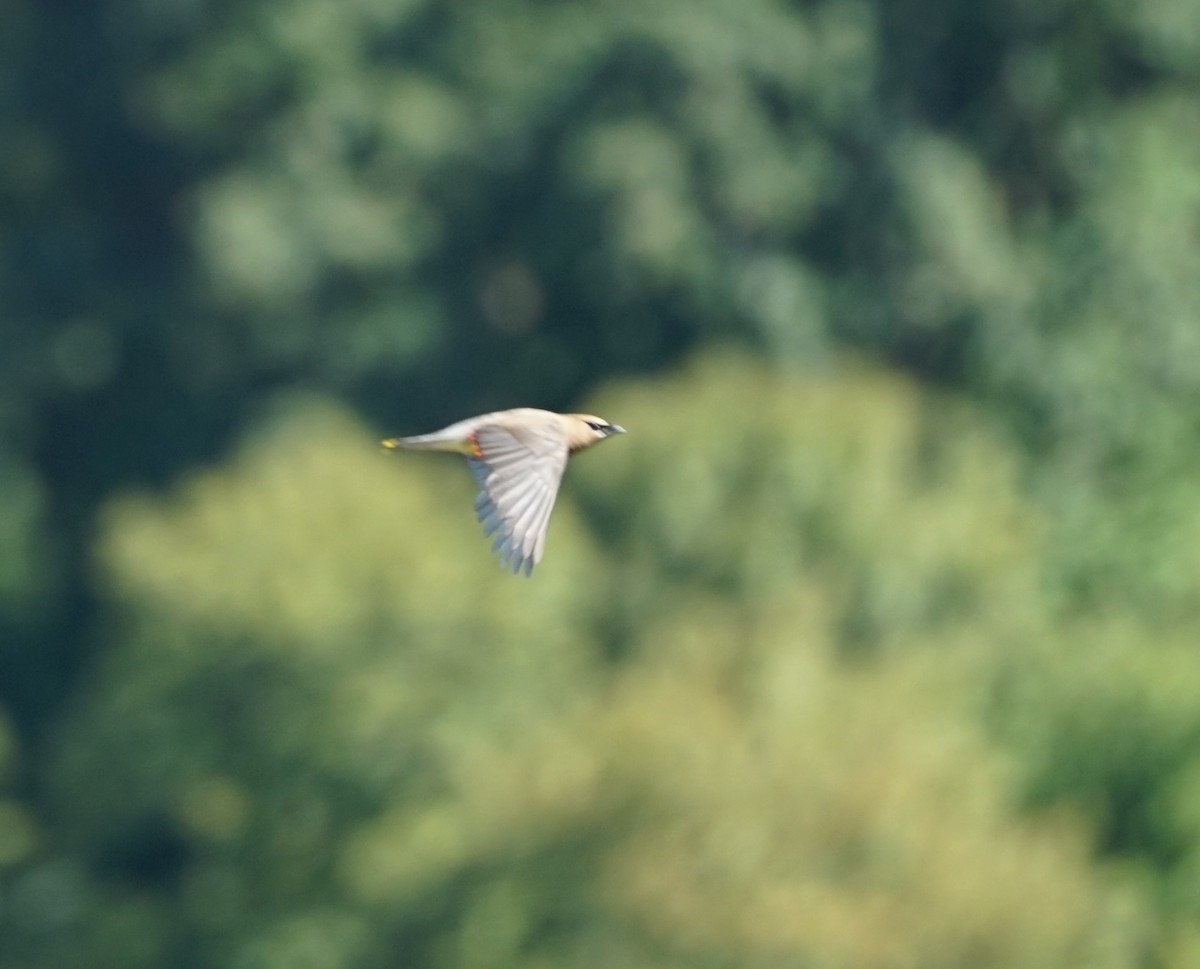 Cedar Waxwing - ML367208801