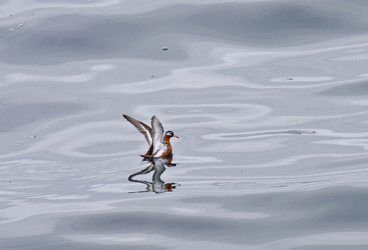 Phalarope à bec large - ML36720961