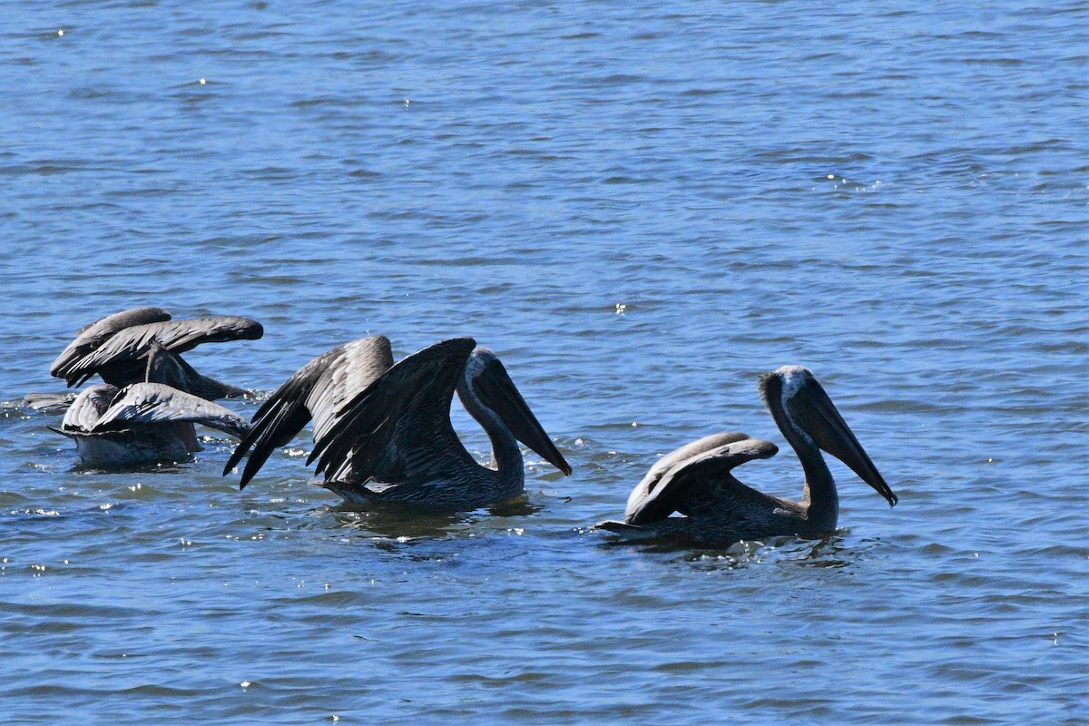 Brown Pelican - Robert Scrimger