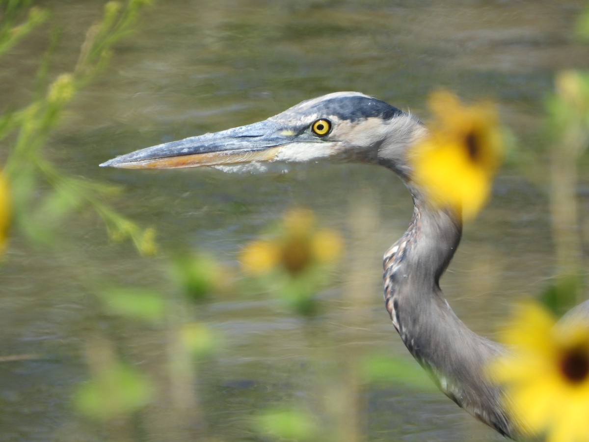 Great Blue Heron - ML367209771