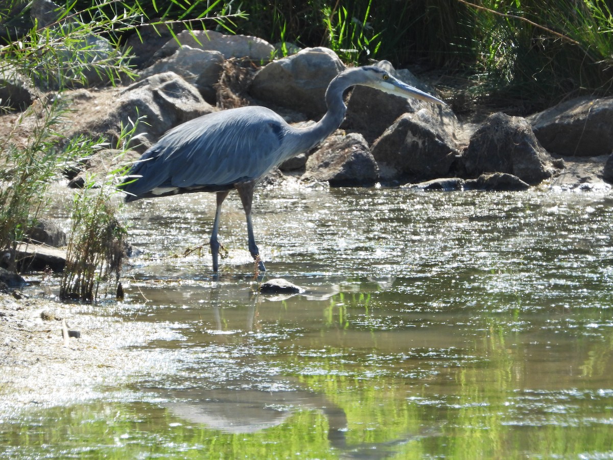 Great Blue Heron - ML367209791