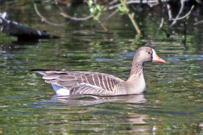 Greater White-fronted Goose - ML36721041